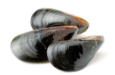 Novalimentacion-Mussels