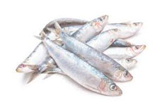 Novalimentacion---sardinas
